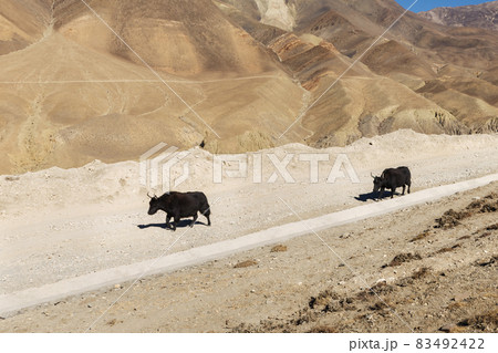 Two dzo are walking along the road 83492422