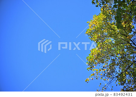 青空との競演 83492431