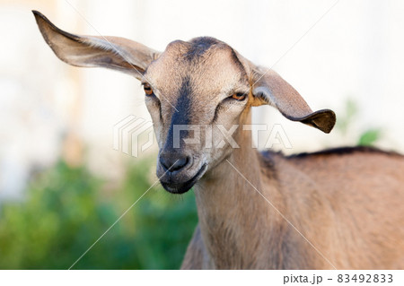 One brown Anglo-Nubian goat with very large ears portrait One brown Anglo-Nubian goat with very large ears portrait 83492833