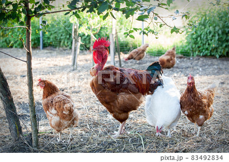 Naked neck rooster and his hens 83492834