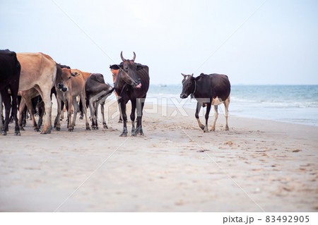 Group of cows walking along the beach for finding the food with blurred seascape in background Group of cows walking along the beach for finding the food with blurred seascape in background 83492905