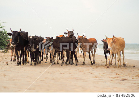 Group of cows walking along the beach for finding the food with blurred seascape in background Group of cows walking along the beach for finding the food with blurred seascape in background 83492906