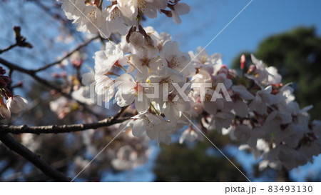 White Cherry blossoms. Sakura trees full bloom in Meguro Ward Tokyo Japan from March to April. Cherry blossom trees full bloom are perfect for sightseeing and festivals. Sakura flowers with 5 petals. White Cherry blossoms. Sakura trees full bloom in Meguro Ward Tokyo Japan from March to April. Cherry blossom trees full bloom are perfect for sightseeing and festivals. Sakura flowers with 5 petals. 83493130