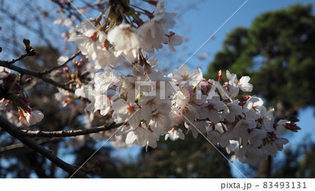White Cherry blossoms. Sakura trees full bloom in Meguro Ward Tokyo Japan from March to April. Cherry blossom trees full bloom are perfect for sightseeing and festivals. Sakura flowers with 5 petals. White Cherry blossoms. Sakura trees full bloom in Meguro Ward Tokyo Japan from March to April. Cherry blossom trees full bloom are perfect for sightseeing and festivals. Sakura flowers with 5 petals. 83493131