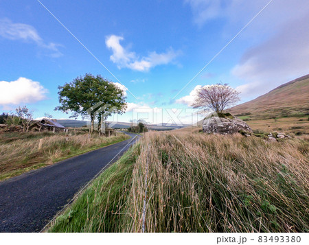 Trees next to single track road growing through a stone in County Donegal - Ireland Trees next to single track road growing through a stone in County Donegal - Ireland 83493380