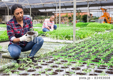 Latino gardeners caring for plants in potters Latino gardeners caring for plants in potters 83493608