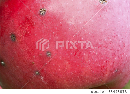 Texture the rind of a ripe red apple with scab. Texture the rind of a ripe red apple with scab. 83493858