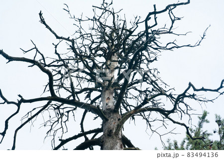 Close-up background, silhouette, trunk and branches of a dry dead tree with a sky white background at autumn. 83494136