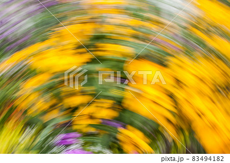 Abstract blurred photo in motion of bright yellow Rudbeckia Fulgida cone flowers with dark brown capitula are blossoming in the garden at summer. Abstract blurred photo in motion of bright yellow Rudbeckia Fulgida cone flowers with dark brown capitula are blossoming in the garden at summer. 83494182