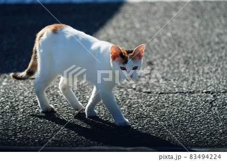 野良猫のイクメンパパが可愛い子猫達の前で大あくび 83494224