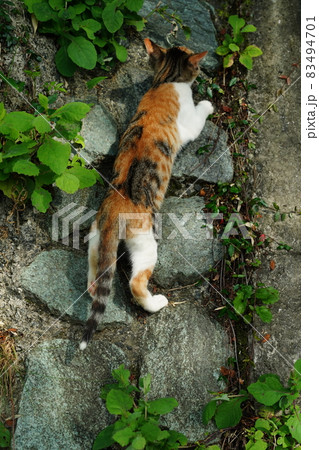春に生まれた野良猫の子猫はイクメンパパが大好きで親離れ出来ません 春に生まれた野良猫の子猫はイクメンパパが大好きで親離れ出来ません 83494701