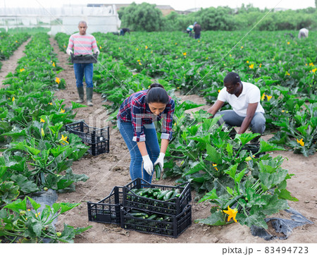 Group of people picking green courgettes on plantation 83494723