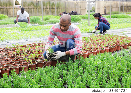 Pakistani farmer controls rosemary sprouts in greenhouse 83494724