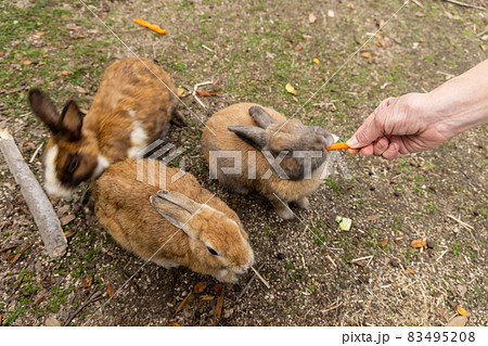 とても可愛い広島県の大久野島の野生のウサギ 83495208