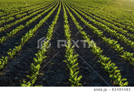 Rows of young sugar beets lit by the sun. Sugar beet cultivation. Close up of young sugar beet plants in converging long lines growing in fertilized soil. 83495483