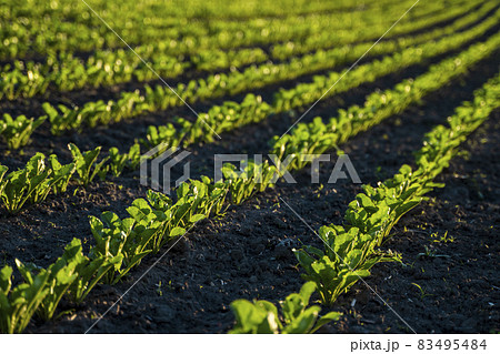 Rows of young sugar beets lit by the sun. Sugar beet cultivation. Close up of young sugar beet plants in converging long lines growing in fertilized soil. 83495484