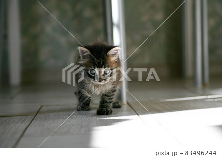 Street little kitten met a dog and is scared. The little kitten ran away from home and got lost in 83496244