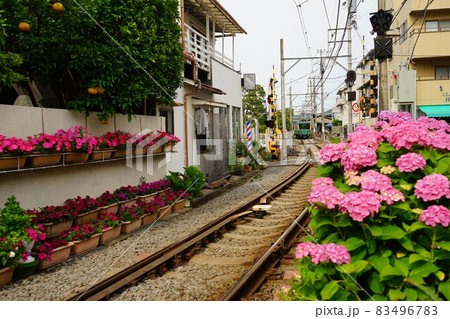 紫陽花の花と線路 紫陽花の花と線路 83496783