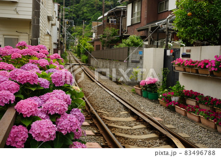 紫陽花の花と線路	 83496788