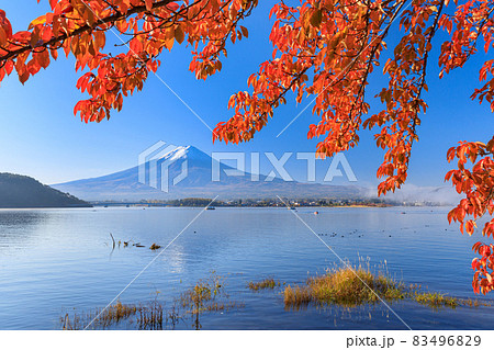 山梨_富士山と紅葉の絶景 83496829