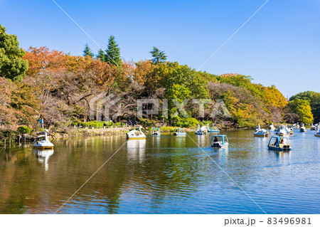井の頭公園 秋の休日風景 井の頭公園 秋の休日風景 83496981