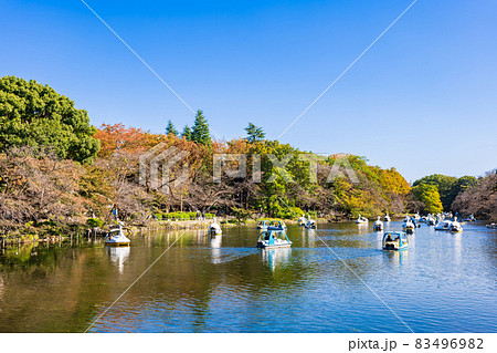 井の頭公園 秋の休日風景 井の頭公園 秋の休日風景 83496982