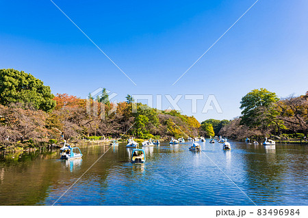 井の頭公園 秋の休日風景 井の頭公園 秋の休日風景 83496984