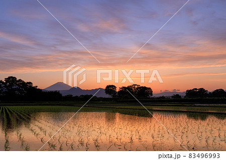 富士山望む水田と夕焼けの風景 83496993