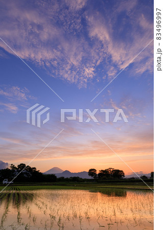 富士山望む水田と夕焼けの風景 富士山望む水田と夕焼けの風景 83496997