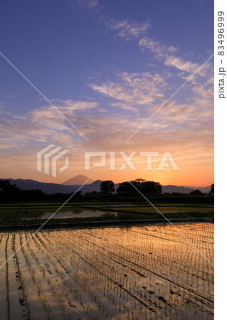 富士山望む水田と夕焼けの風景 83496999
