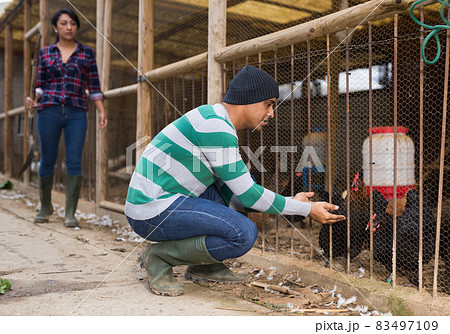 Man and woman farmers at poultry farm Man and woman farmers at poultry farm 83497109