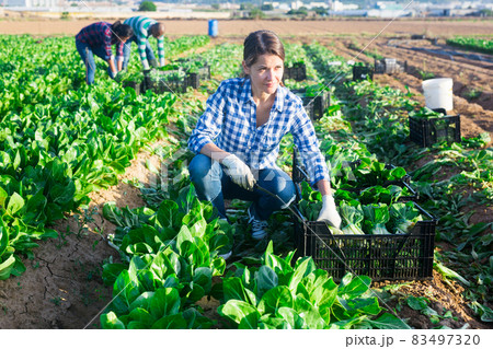 Female farmer harvesting green mangold in garden Female farmer harvesting green mangold in garden 83497320