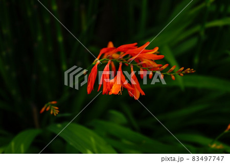 モントブレチア オレンジ色の花 83497747