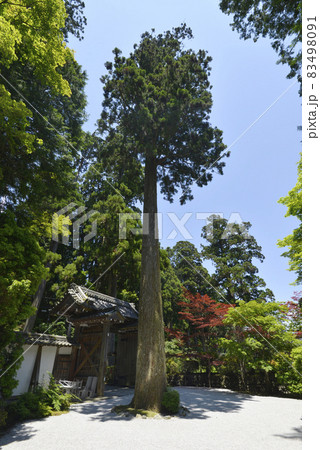 比叡山延暦寺 東塔 大書院の杉 滋賀県大津市 比叡山延暦寺 東塔 大書院の杉 滋賀県大津市 83498091
