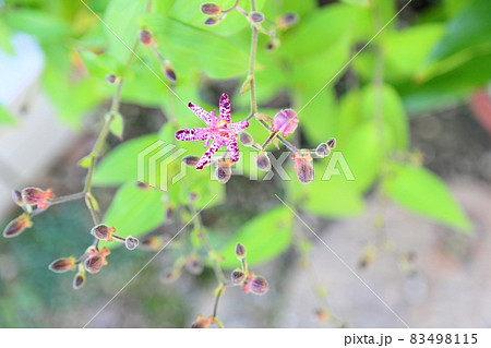 ホトトギスの花 83498115