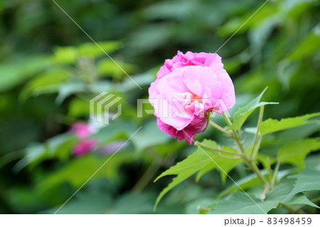 スイフヨウの花 スイフヨウの花 83498459