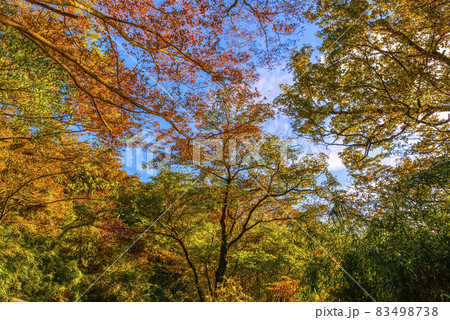 箱根の紅葉　神奈川県 83498738