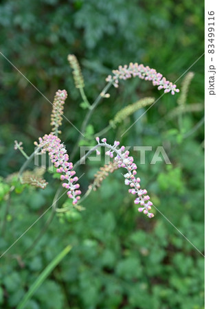 植物:サラシナショウマ キンポウゲ科 植物:サラシナショウマ キンポウゲ科 83499116