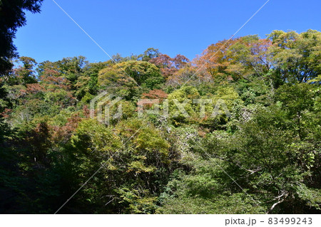 少し早い養老渓谷の紅葉 少し早い養老渓谷の紅葉 83499243
