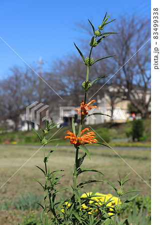 レオノチスセージのガーランド【レオノチスセージ】ドライフラワー