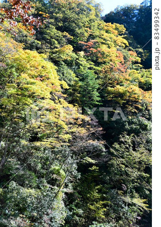 少し早い養老渓谷の紅葉 少し早い養老渓谷の紅葉 83499342