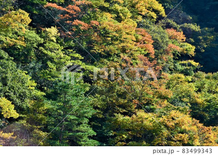 少し早い養老渓谷の紅葉 83499343