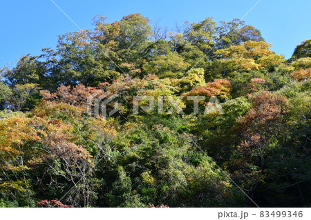 少し早い養老渓谷の紅葉 少し早い養老渓谷の紅葉 83499346