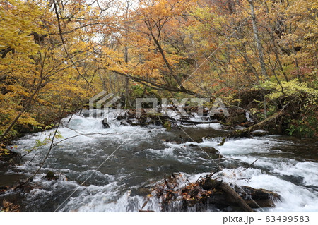 奥入瀬紅葉2021 83499583