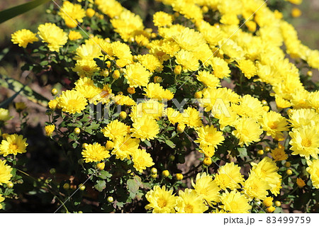 秋の公園に咲くポットマムの黄色い花の写真素材 秋の公園に咲くポットマムの黄色い花の写真素材