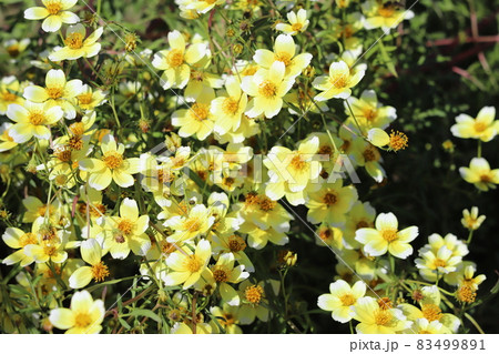 秋の公園に咲くウインターコスモスの黄色と白の複色の花 83499891