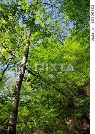 新緑の西沢渓谷 新緑の西沢渓谷 83500332