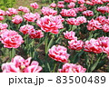 ピンクの鮮やかな花 83500489
