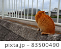 哀愁あふれる猫の背中　 83500490