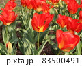 鮮やかな赤色のチューリップ 83500491